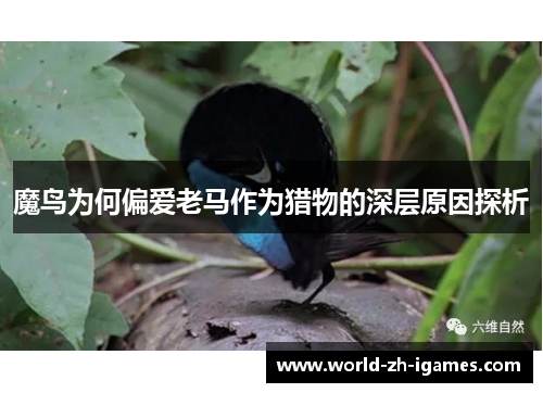 魔鸟为何偏爱老马作为猎物的深层原因探析